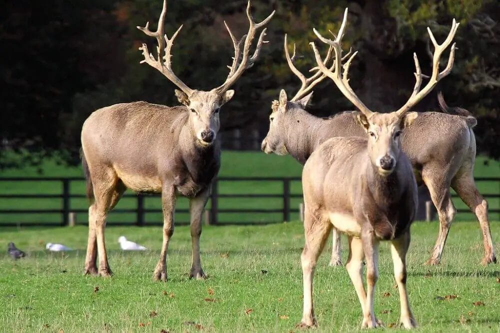 Do Gunshots Scare Deer