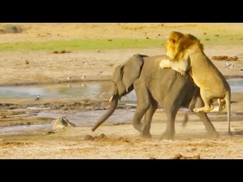 Do Lions Attack Elephants?
