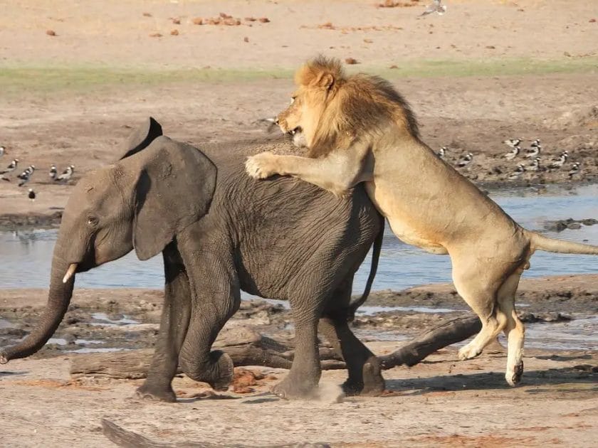 Do Lions Attack Elephants