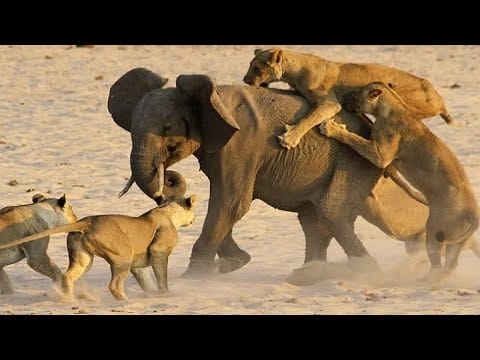 Do Lions Attack Elephants?