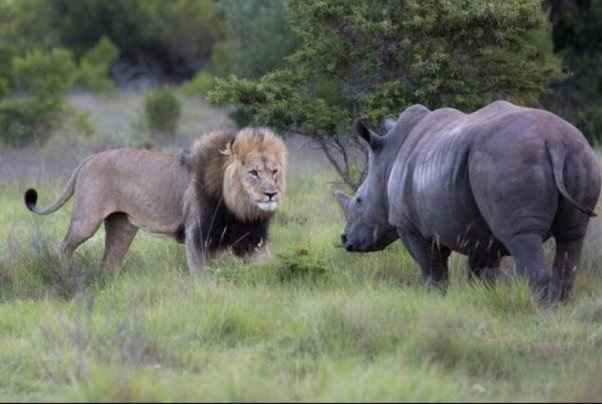 Do Lions Attack Rhino