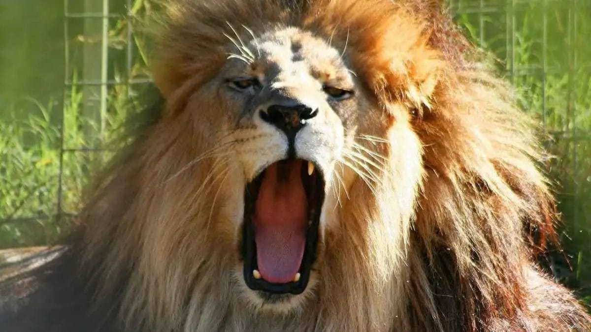 Do Lions Cough Up Hairballs?