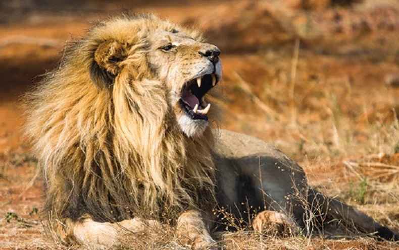 Do Lions Cough Up Hairballs?