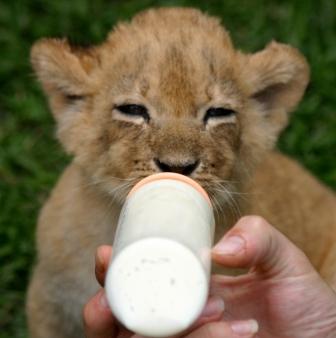 Do Lions Drink Milk? • Support Wild