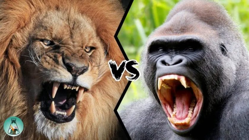 Do Lions Eat Gorillas?