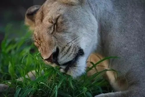 Do Lions Eat Grass?