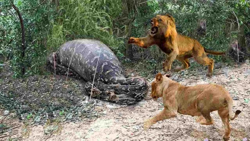 Do Lions Eat Snakes
