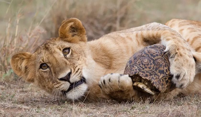 Do Lions Eat Turtles