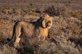 Do Lions Get Hairball