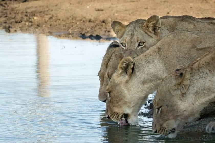 Do Lions Go in Water?