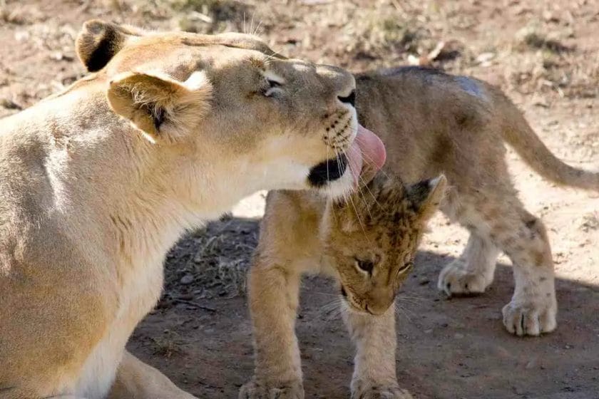 Do Lions Groom Themselves?