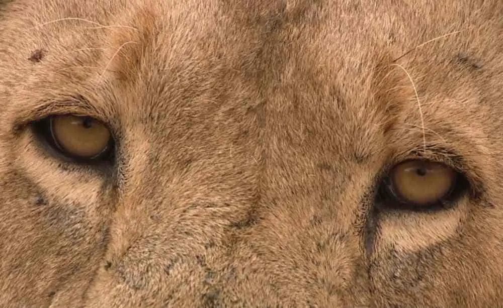Do Lions Have Eyebrow