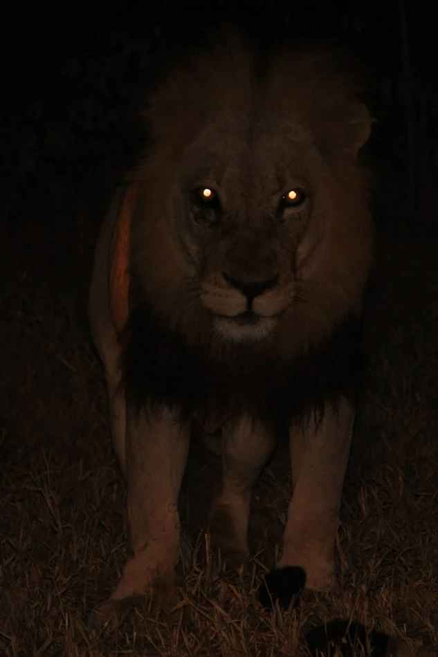 Do Lions Have Night Vision?