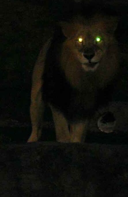 Do Lions Have Night Vision?