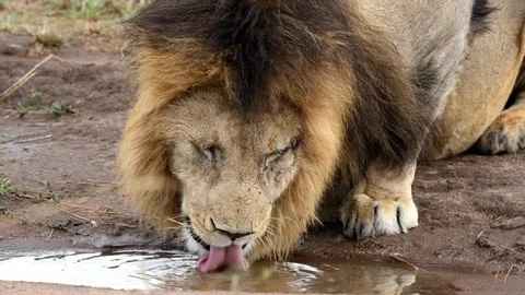 DO lion like water