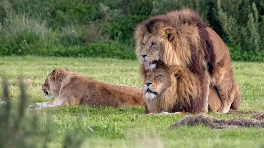 Do Lions Mate With Their Siblings?