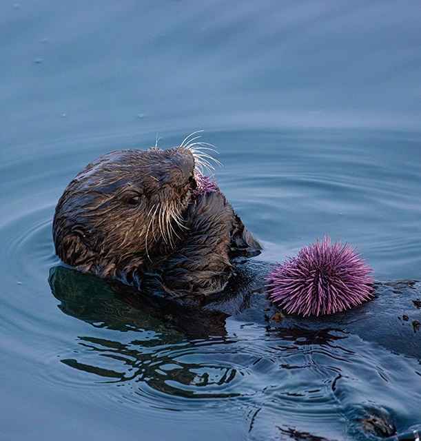 Do Sea Lions Eat Urchins?