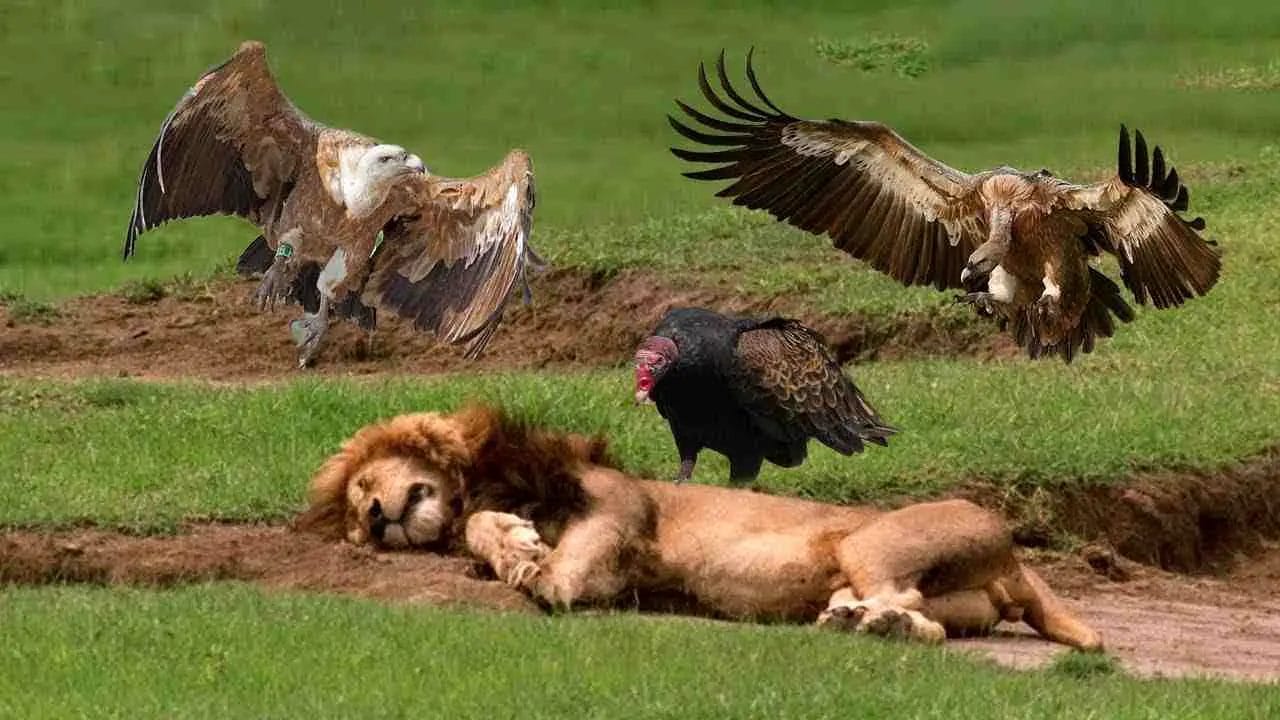 Do Vultures Eat Lions? • Support Wild