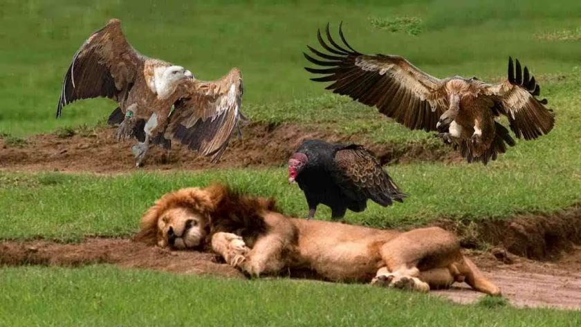 Do Vultures Eat Lions?