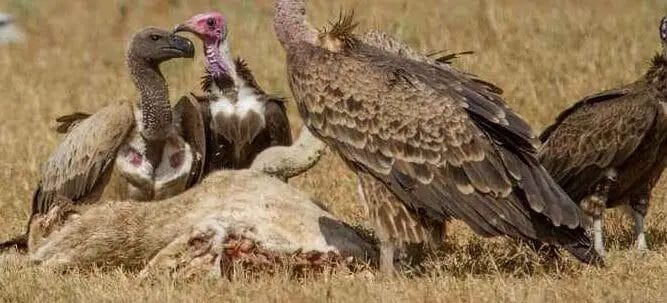 Do Vultures Eat Lions?