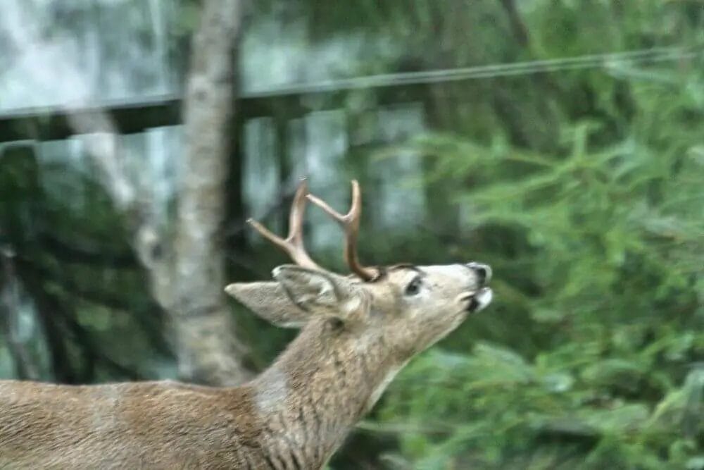 Do a Deer Chords? • Support Wild