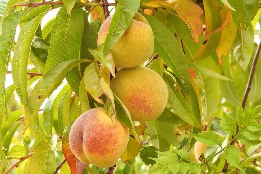 Peach Tree Fruits Food Branch 