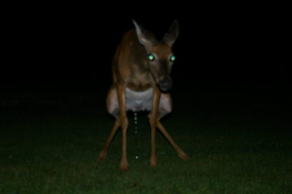 Do deer squat to pee