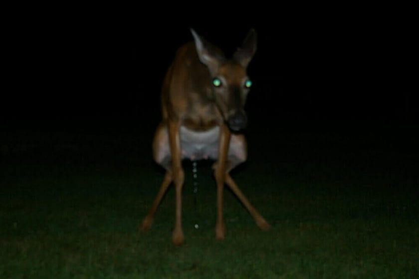 Do deer squat to pee