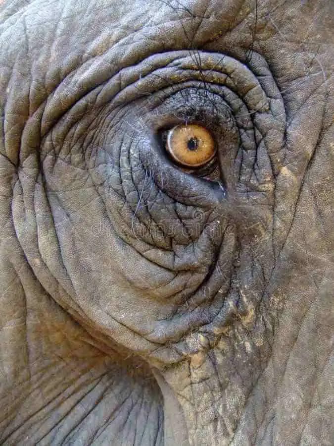 Does Elephant Has Eyebrows