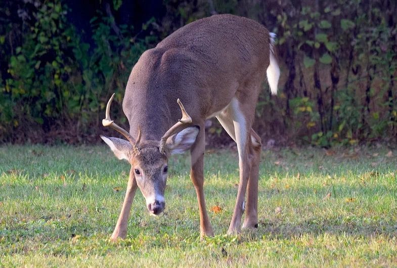 Does Gut Pile Affect Deer