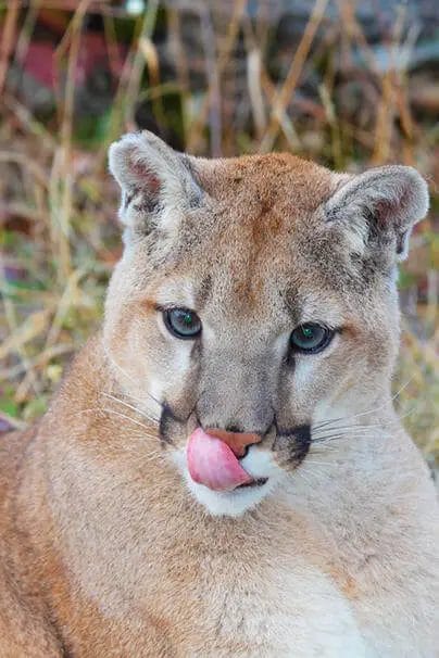 Does Pepper Spray Work on Mountain Lions?