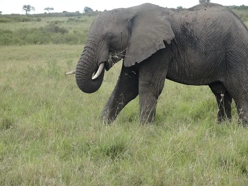 Does an Elephant Eat Grass