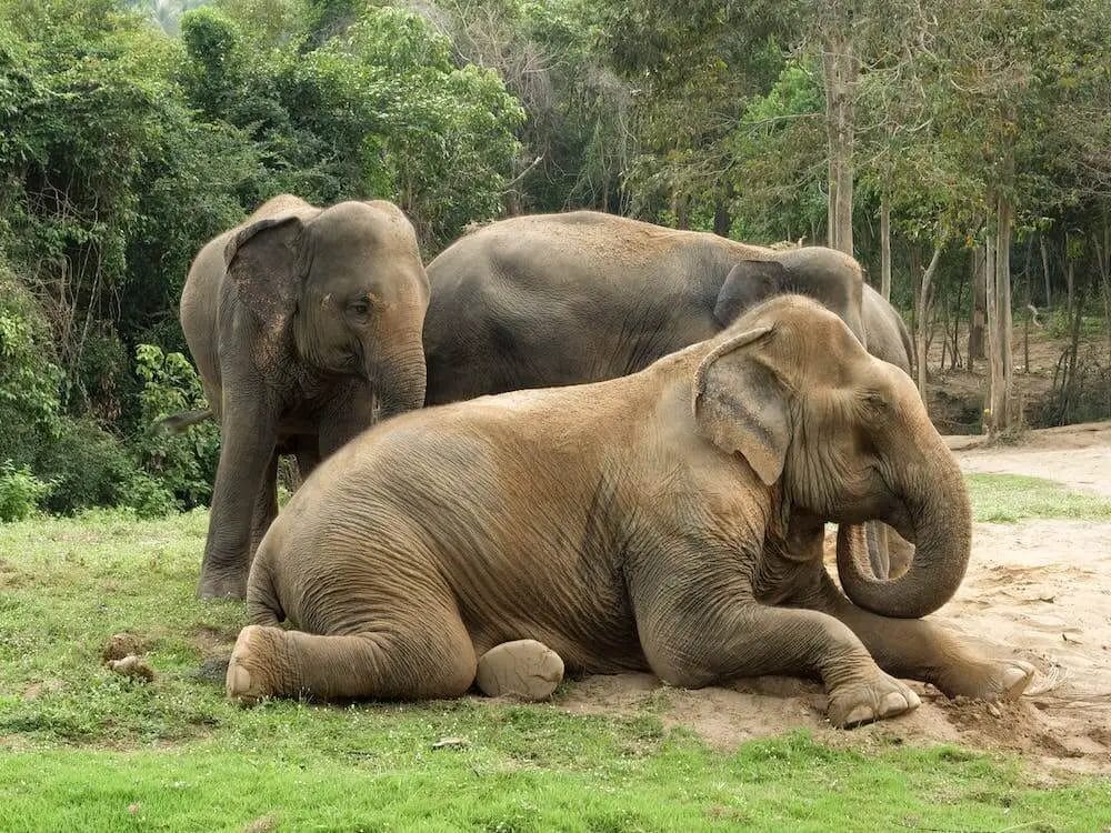 Do Elephants Have Emotions? • Support Wild