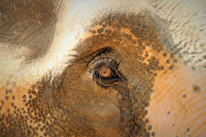 Does an Elephant Has Good Eyesight