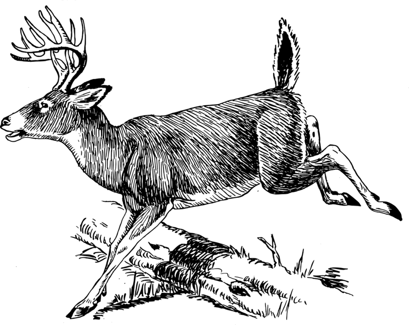 Draw a mule deer