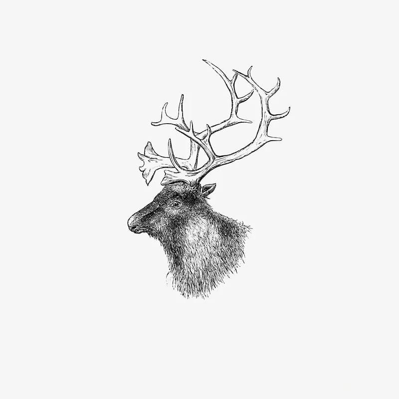Drawing a mule deer