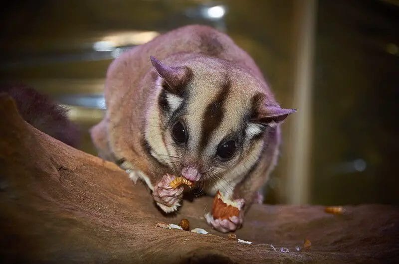 Can Sugar Gliders Eat Eggs? • Support Wild