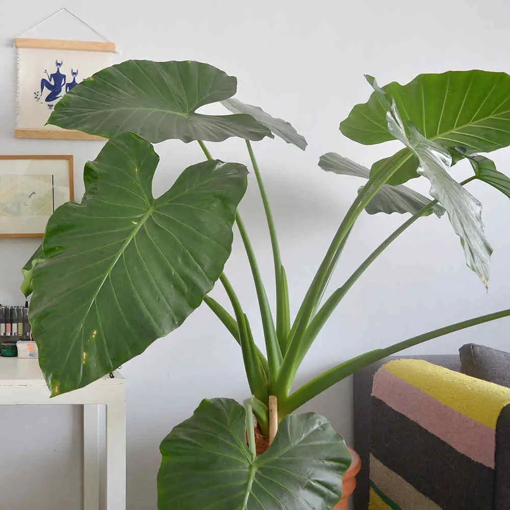 Elephant Ear Plant: A Comprehensive Guide • Support Wild