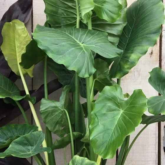 Elephant Ear Plant A Comprehensive Guide • Support Wild