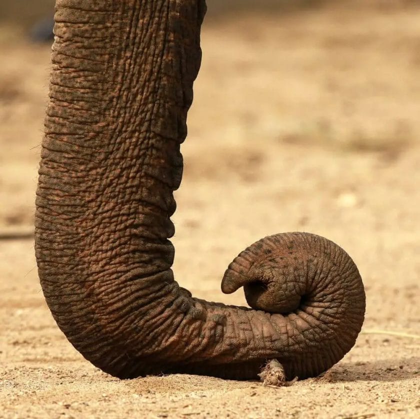Elephant Got Its Trunk