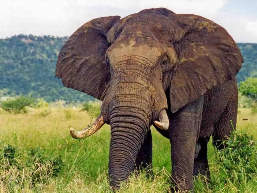 Elephants or Elefant