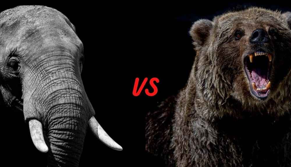 Elephant vs Bear Comparative Guide