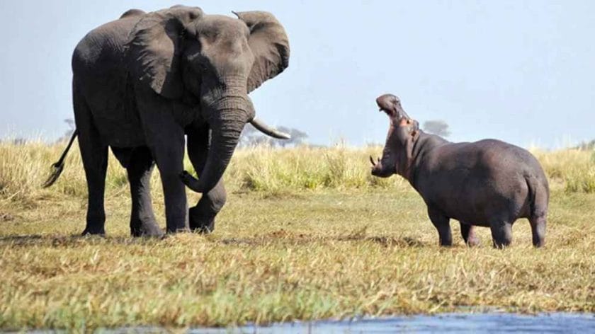 Elephant vs Hippo Compared in Detail