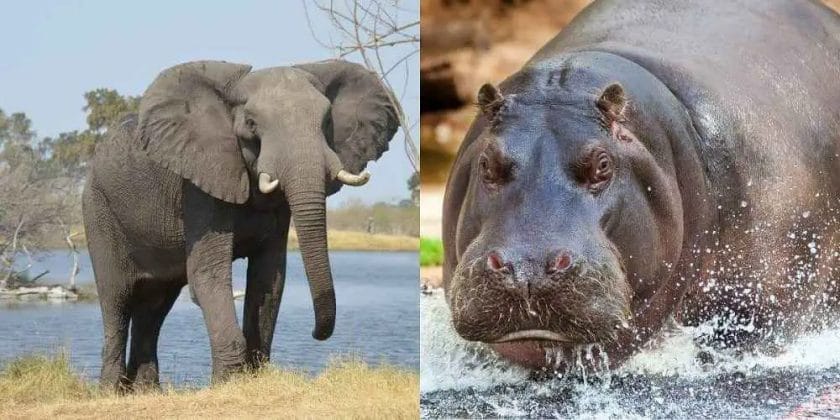 Elephant vs Hippo Compared in Detail