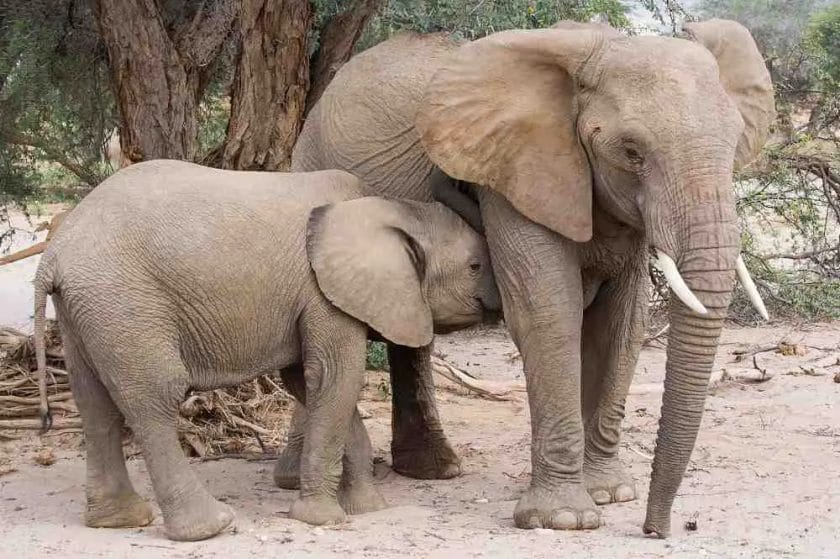 Elephant vs Mammoth A Comparative Analysis