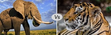 Elephant vs Tiger What are the Difference