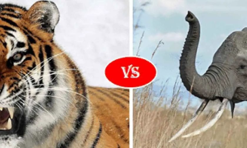 Elephant vs Tiger What are the Difference