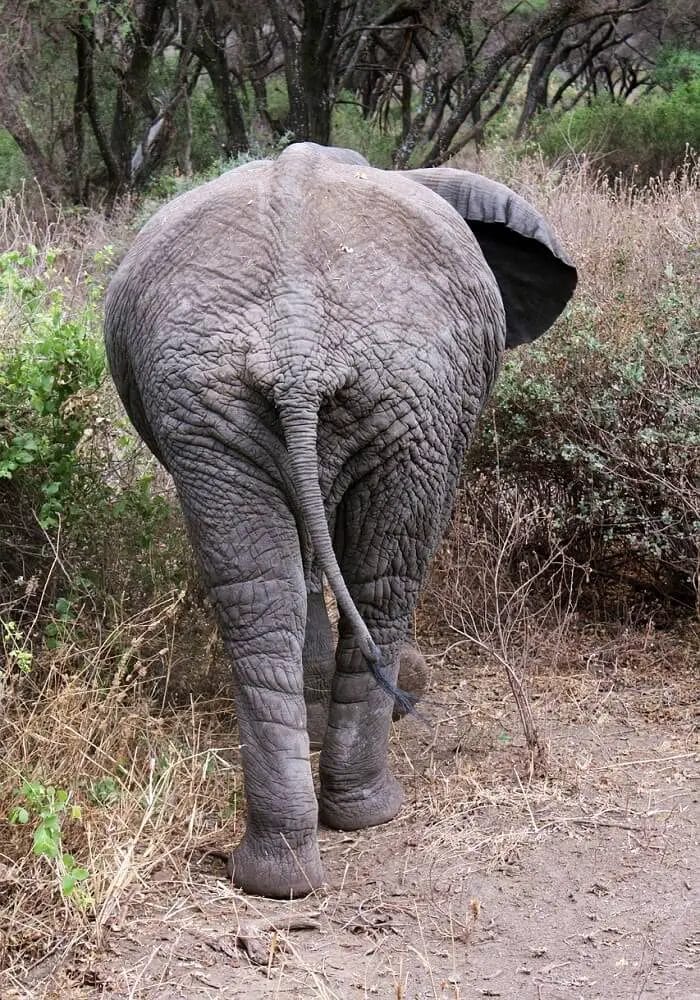 Elephants Do Fart