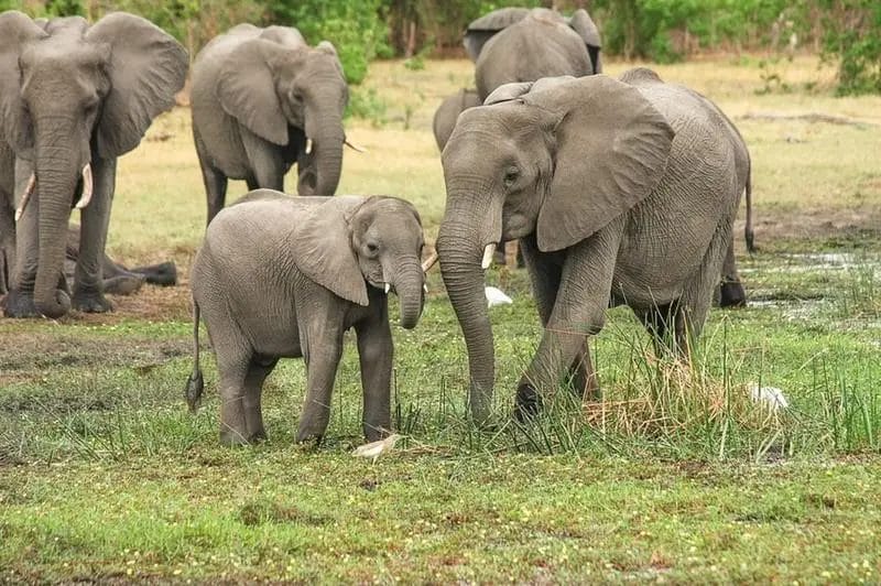 Elephants Hold Grudges
