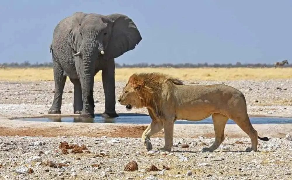 Elephants vs Lion Who Will Win the Fight